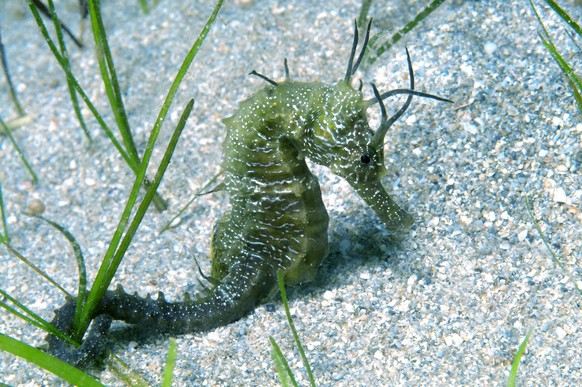 Das Kurzschnäuzige Seepferdchen Seegras- oder Seetangwiesen, um sich ernähren zu können.