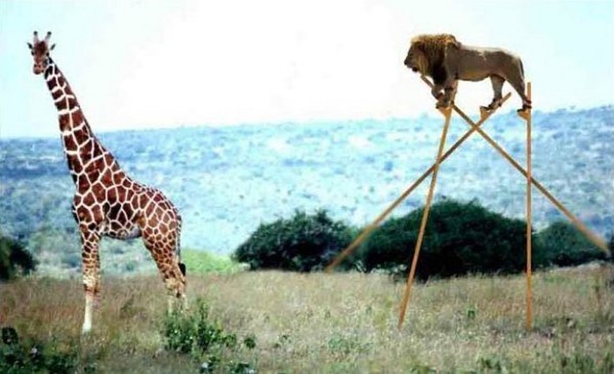 Es ist Zeit für die besten Tierbilder der Woche! Schnell, schnell! 🦁
