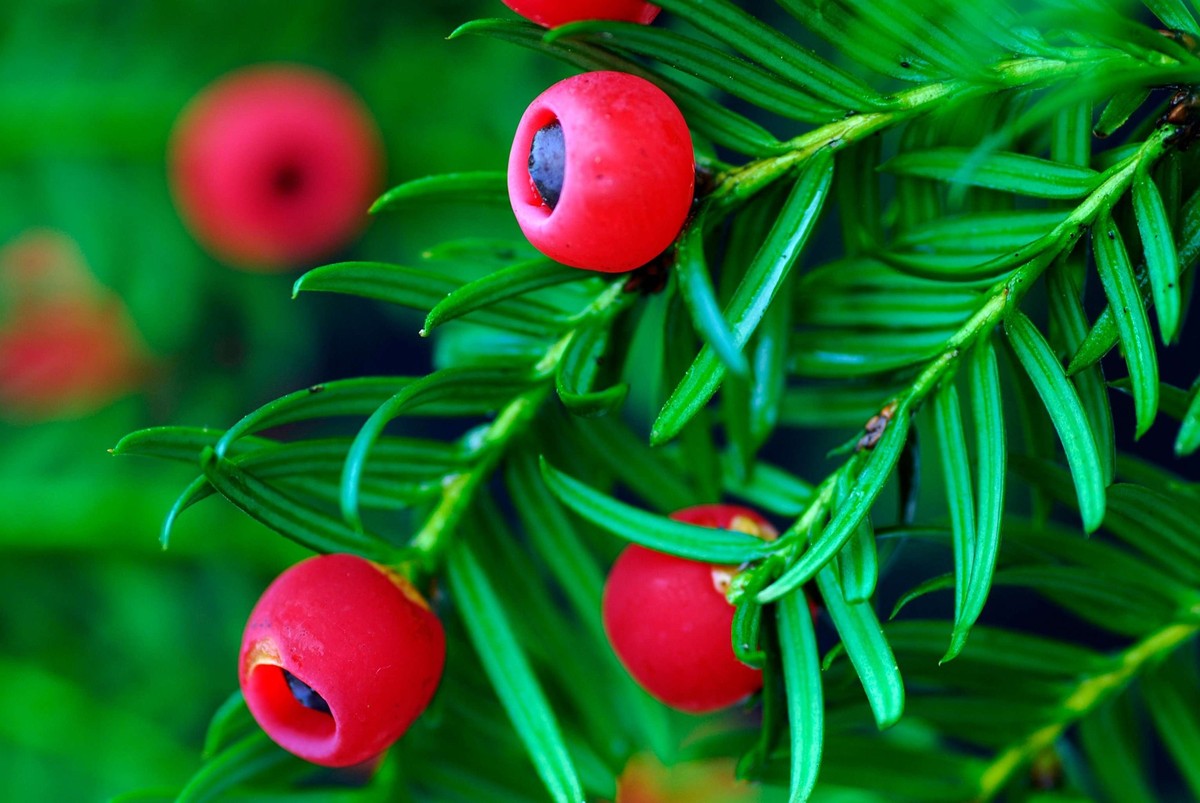 Les fruits du Taxus sont visibles dès l'automne, et persistent une partie de l'hiver. Ne vous y risquez pas.