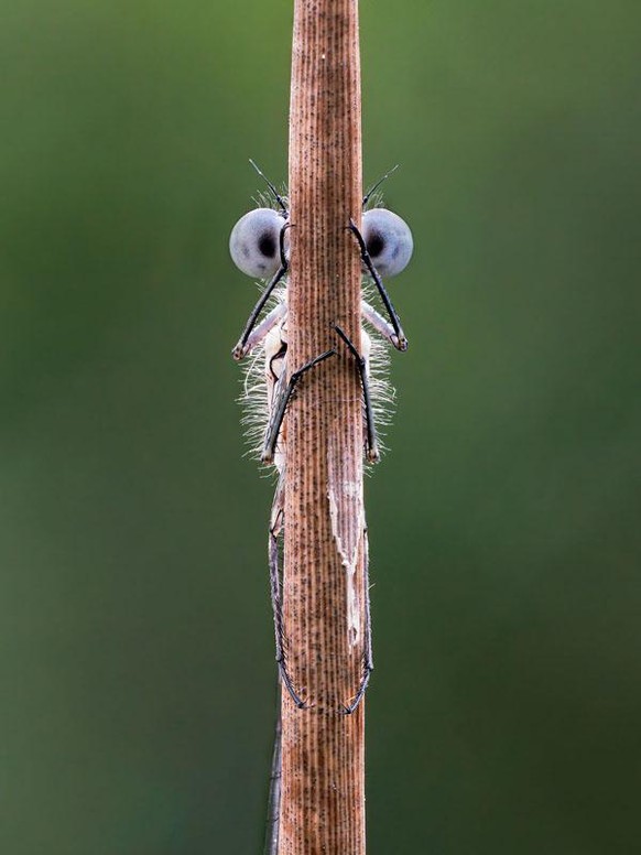 The Comedy Wildlife Photography Awards 2020
Tim Hearn
Bideford
United Kingdom
Phone: 
Email: 
Title: Hide and Seek
Description: As this Azure damselfly slowly woke up, he became aware of my presence.  ...