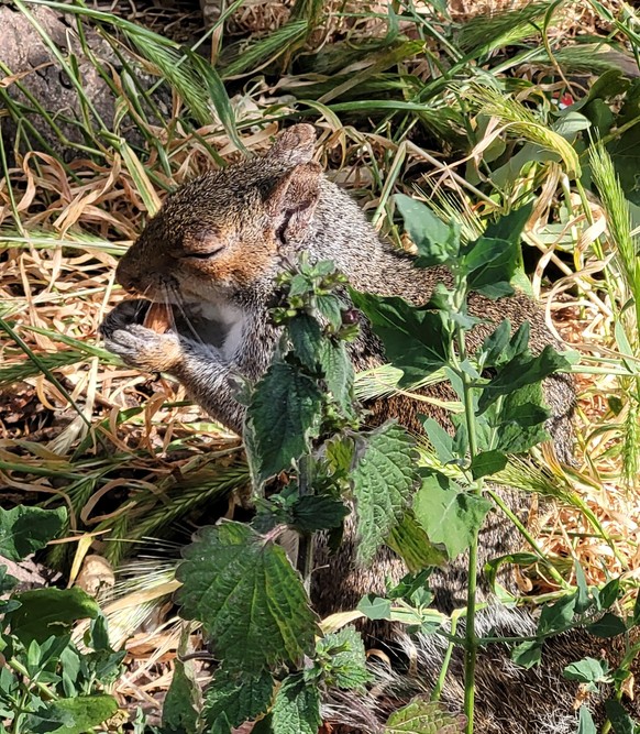 cute news animal tier eichhörnchen squirrel

https://www.reddit.com/r/squirrels/comments/vs41ui/pure_almond_bliss/