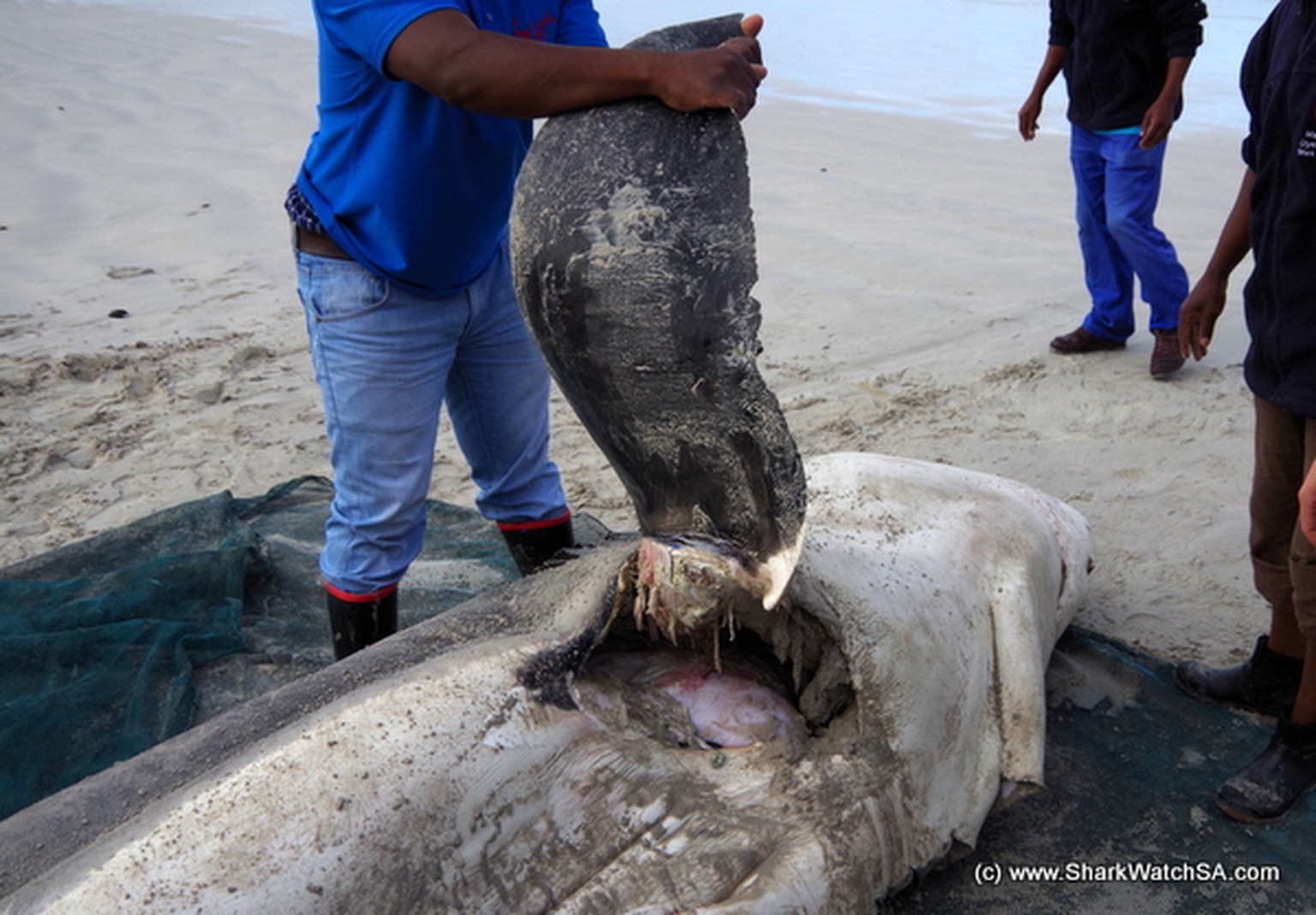 Toter Weisser Hai, Gansbaai, Südafrika
http://www.sharkwatchsa.com/en/blog/category/503/post/2910/deceased_great_white_sharks_necropsies_reveal_the_causes/