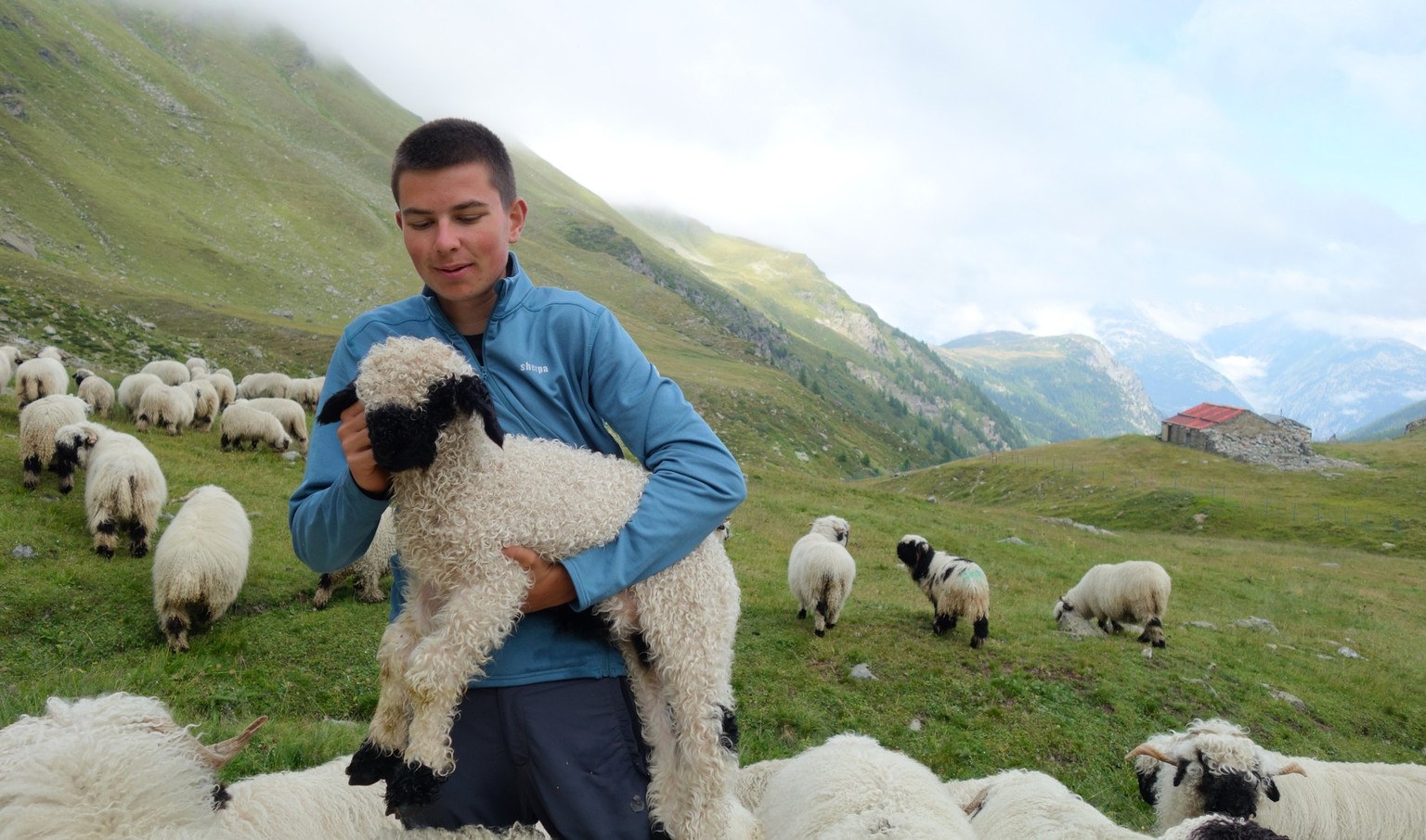 Reportage von der Alpe Nanztal im Kanton Wallis. Schäfer Oliver Gottsporn zeigt seine Schwarznasenschafe und erzählt, warum der Wolf ihm das Leben schwer macht.