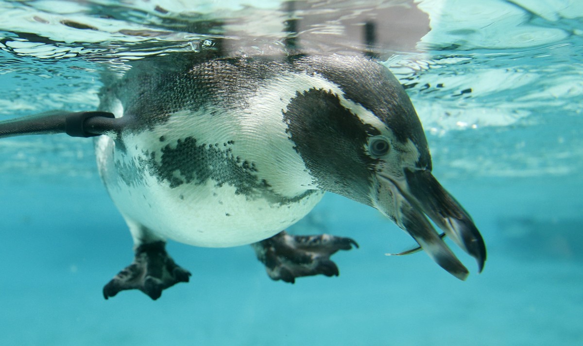 A Humboldt Penguin looking for anchovies in a pool after feeding time at London Zoo, in London, Wednesday, Aug. 26, 2015. The Zoo held it's annual weigh-in where the vital statistics of animals w ...