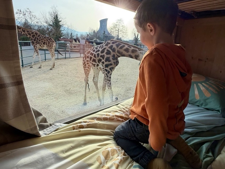 Giraffenlodge Kinderzoo Rapperswil Schlafen mit Tieren Rauszeit
