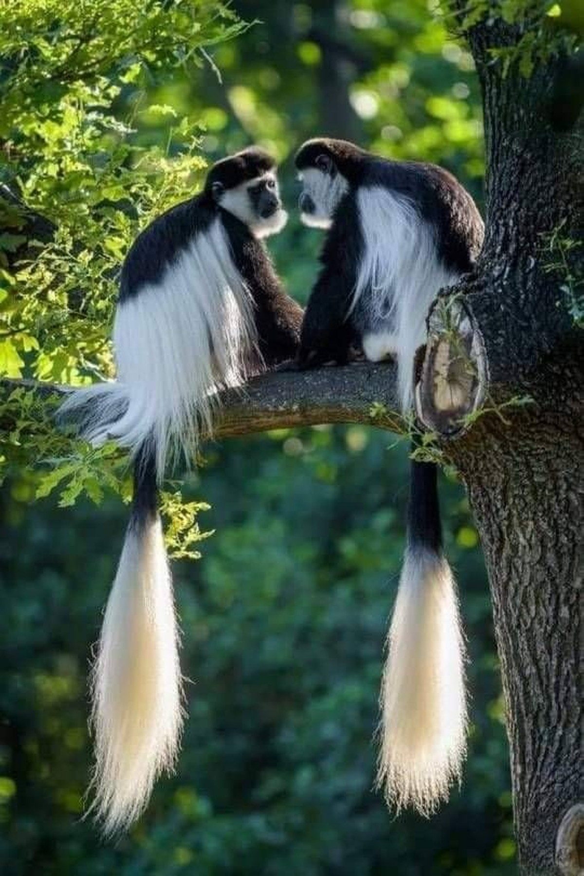 cute news tier affen

https://ch.pinterest.com/pin/244601823505449999/