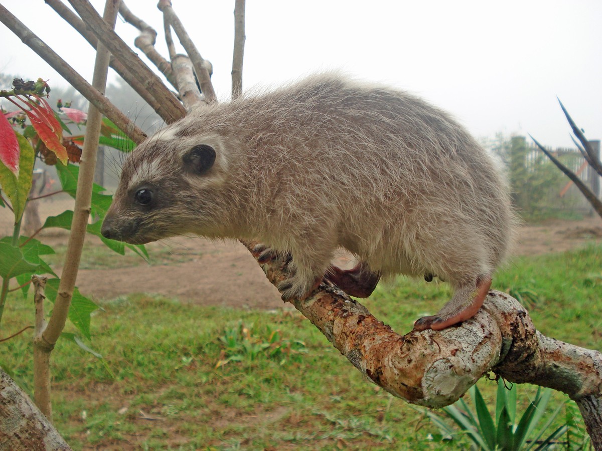 cute news tier schliefer hyrax