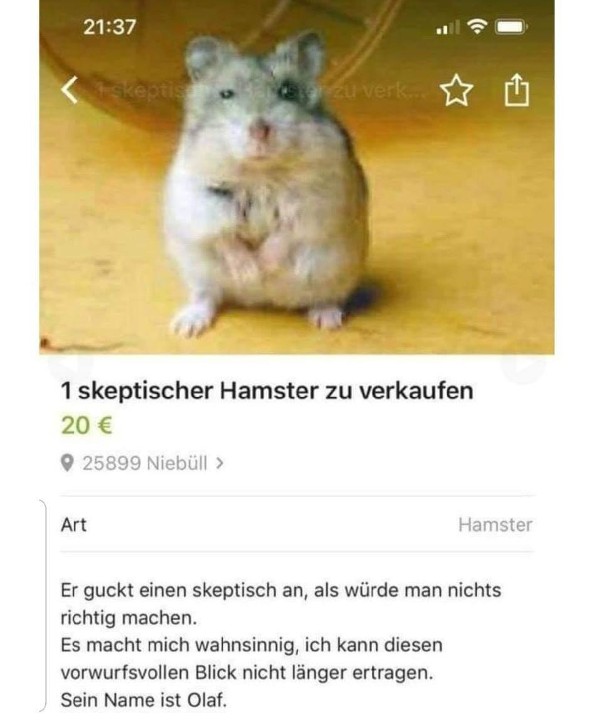 Wer «Erster» ist, hat verloren! Schnell! PICDUMP!
Ist Olaf, 1 skeptischer Hamster, der Nachfolger von 1 dickem Huhn?
