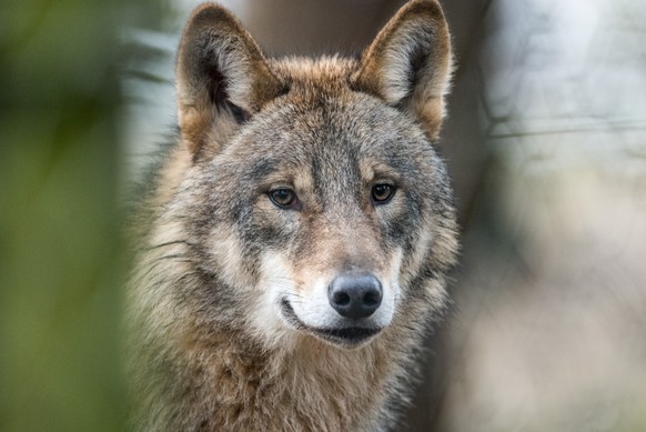 ARCHIV - 18.01.2017, Nordrhein-Westfalen, Isselburg: ILLUSTRATION - Ein Wolf (Canis Lupus Lupus), aufgenommin einem Gehege des Biotopwildpark Anholter Schweiz in Isselburg (Nordrhein-Westfalen). (Illu ...