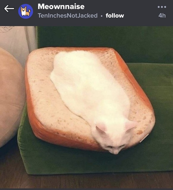 PICDUMP 1 VOR 300! ЁЯШ▒
Profi-Level-Camouflage ЁЯЩМЁЯП╗ Meownnaise... ЁЯШВ
