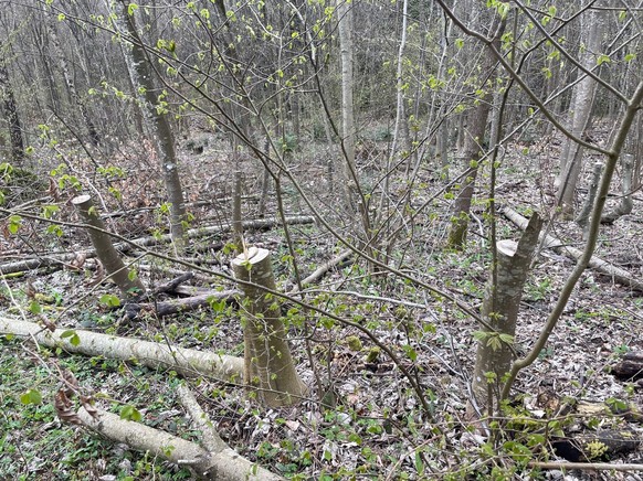 Gefällte Bäume im Stadtzürcher Wald