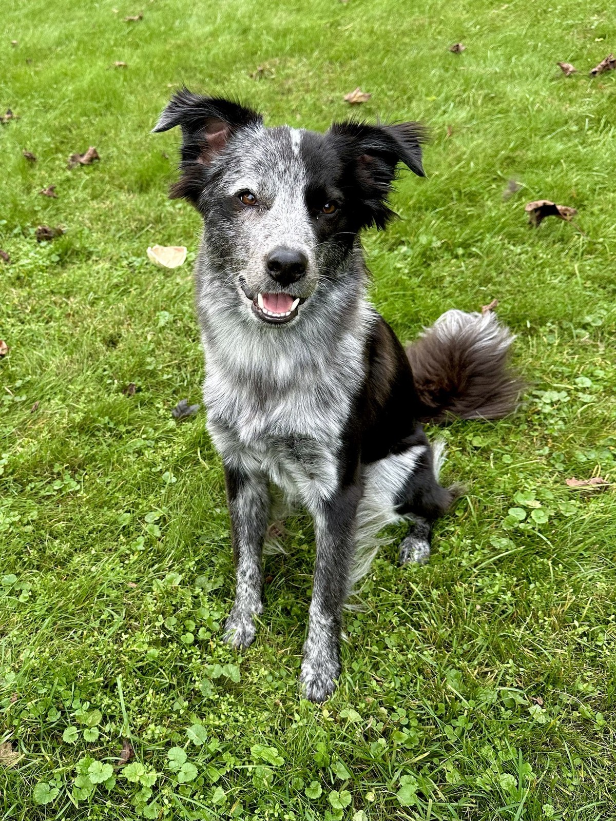 cute news tier hund

https://imgur.com/gallery/atlas-day-xcAZ4kD#/t/aww