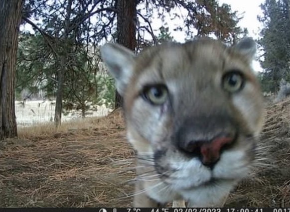 cute news tier wildtierkamera

https://www.instagram.com/p/DHGsGtbykDe/