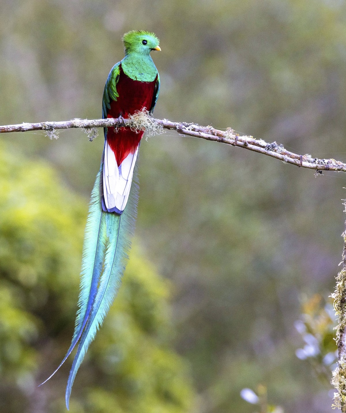 Quetzal Pharomachrus mocinno, Maennchen sitzt auf einem Ast am Berg-Nebelwald, Costa Rica, San Gerardo de Dota Resplendent quetzal Pharomachrus mocinno, male sitting on a branch in the mountain cloud  ...