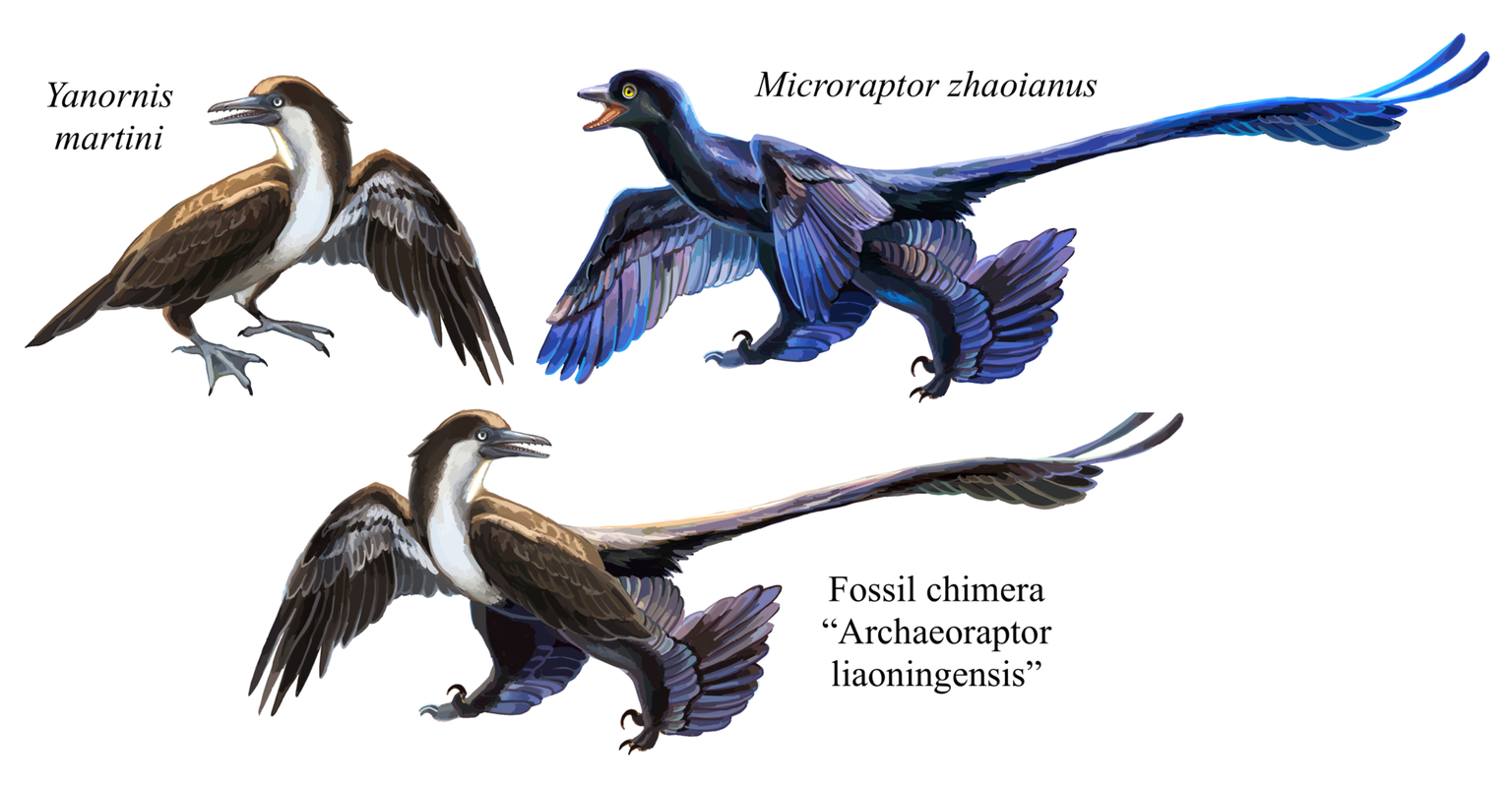 A hypothetical reconstruction of &quot;Archaeoraptor&quot; and its known constituents, Yanornis and Microraptor.
https://commons.wikimedia.org/w/index.php?curid=110569983