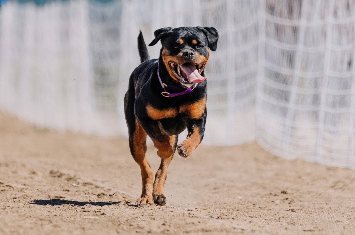 Purebred Black and Tan Rottweiler Running Lure Course Sprint Dog Sport Aurora, Colorado, United States R_DMQG241018E0B8-1562258-01