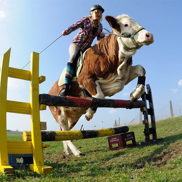 Ich reite, ganz elegant, auf meiner mehrfach preisgekrönten Kuh in den Sonnenaufgang. Kuh reiten