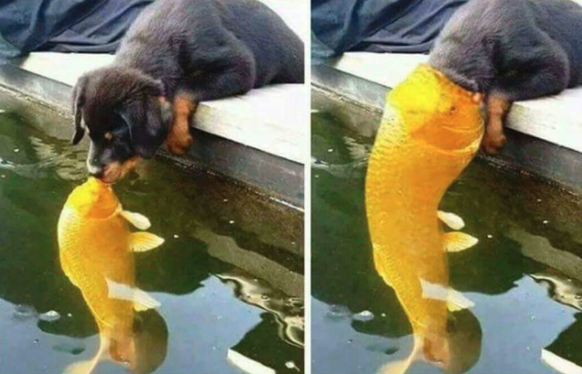 Hund wird von Fisch gefressen.
Cute News
https://imgur.com/gallery/pvGBX