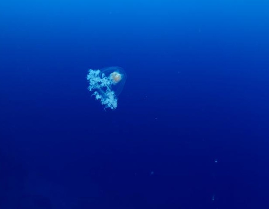 Turritopsis dohrnii, die potenziell unsterbliche Qualle