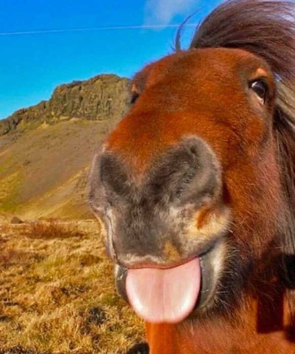 Cute News: lustige Tiere