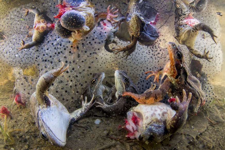 In this image released by the World Press Photo Foundation Thursday April 11, 2019, titled "Harvesting Frogs' Legs" by Bence Mate which was awarded first prize in the Nature, Singles, c ...