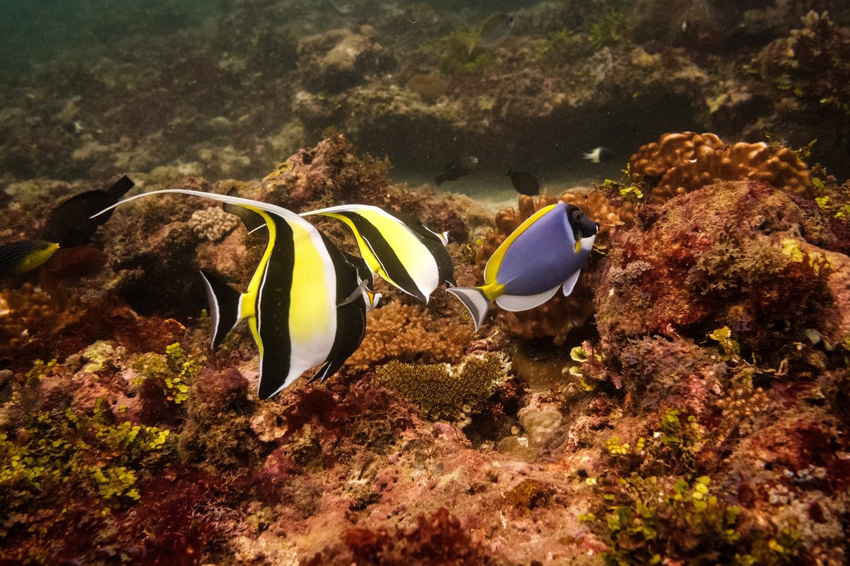 KENYA DIANI REEF MOORISH IDOLS Underwater view of two Moorish idols Zanclus cornutus, family Zanclidae and a powder blue tang also known as the powder blue surgeonfish, Acanthurus leucosternon, family ...