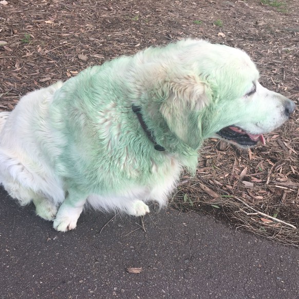 Hund war im Gras
Cute News
https://imgur.com/gallery/8eAhM