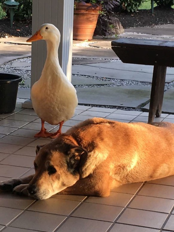 George und seine Ente, Hund
Cute News
https://imgur.com/gallery/DKPFL