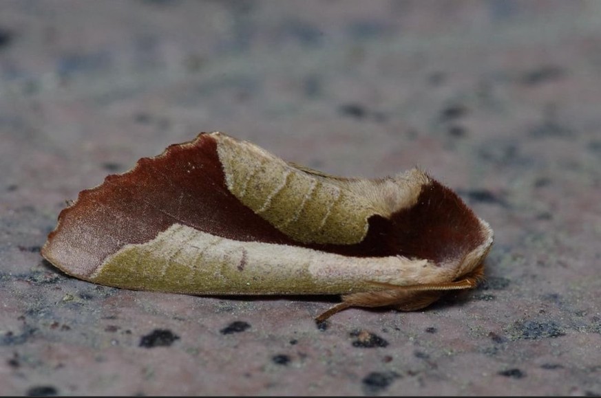 Dead Leaf Moth [Uropyia meticulodina]

https://www.reddit.com/r/AIDKE/comments/1v73l7l/dead_leaf_moth_uropyia_meticulodina/