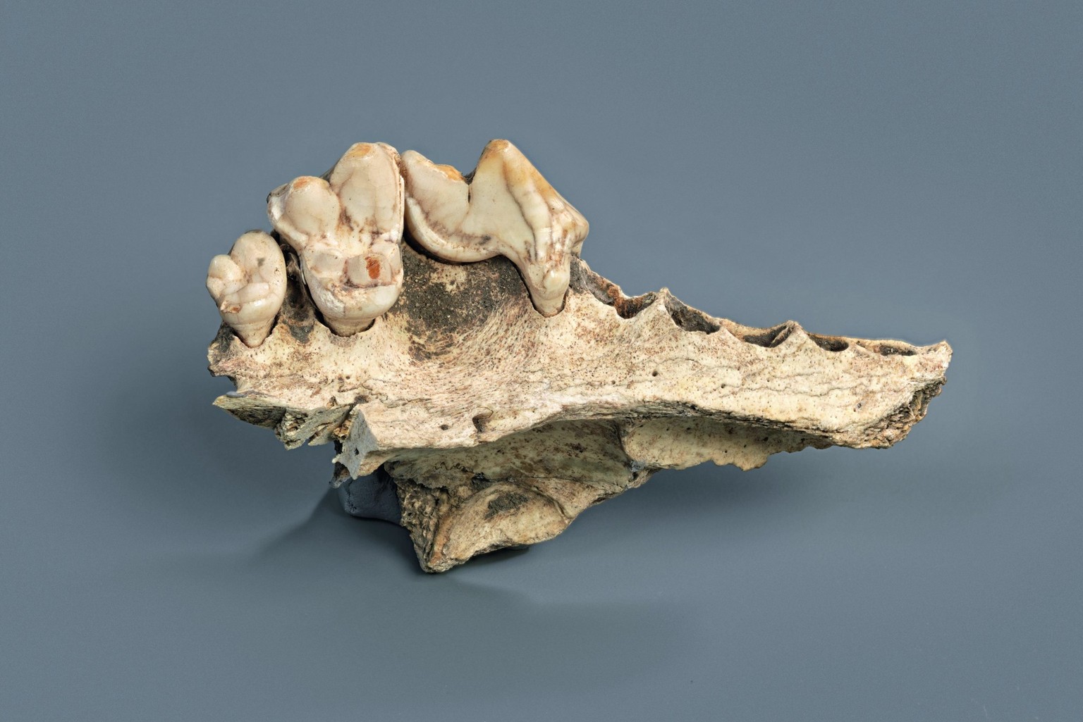 This July 2019 image provided by the Cantonal Archaeological Service of Schaffhausen shows an ancient dog jawbone that was found in the Kesserloch cave in Switzerland. (Ivan Ivic/Cantonal Archaeologic ...