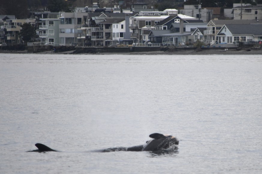 In this photo provided by NOAA Fisheries, the orca known as J35 (Tahlequah) carries the carcass of her dead calf in the waters of Puget Sound off West Seattle, Wash., on Wednesday, Jan. 1, 2025. (Cand ...