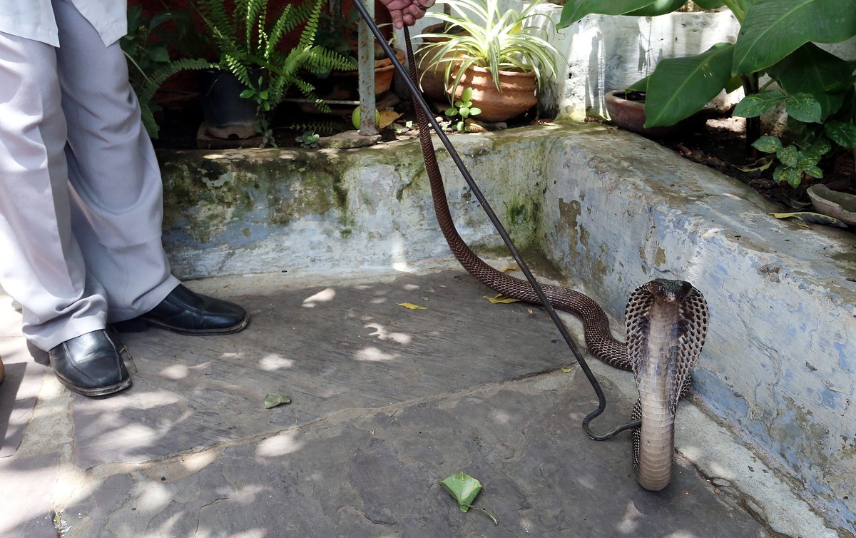 epa04296478 Snake expert Mohd. Saleem catches a king cobra snake at a house in Bhopal, India, 03 July 2014. Due to high humidity and hostile weather conditions in hot summer, snake occurence and their ...