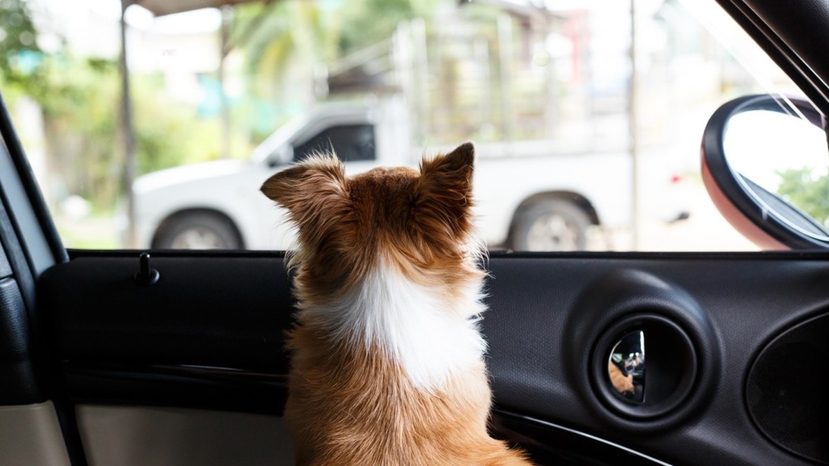 83jährige Zürcherin vergisst Hund im Auto und wird verurteilt