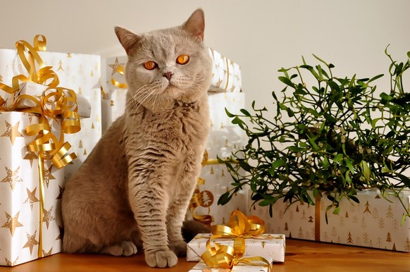 Katze und Geschenke

https://pixabay.com/de/katze-weihnachten-geschenke-1106804/