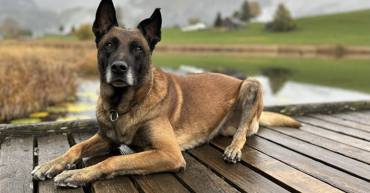 Ein-Fall-f-r-Polizeihund-Lee-vom-blauen-Mistral-Zwei-Einbrecher-in-Bachenb-lach-gefasst