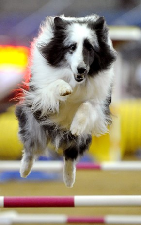 Der will nur springen: ein Shetland Sheepdog alias Sheltie.