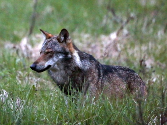 Das Walliser Stimmvolk wird sich wohl frühestens im Herbst 2020 an der Urne über Grossraubtiere wie den Wolf äussern können. (Archiv)