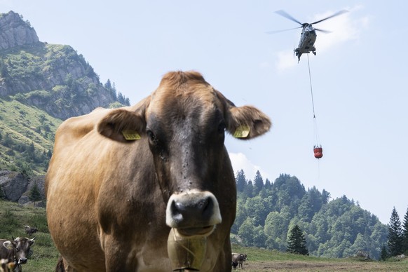 Ein Superpuma der Schweizer Armee beliefert die Alp Oberbaetruns bei Schaenis mit Wasser fuer die Kuehe, aufgenommen am Freitag, 3. August 2018. (KEYSTONE/Ennio Leanza)