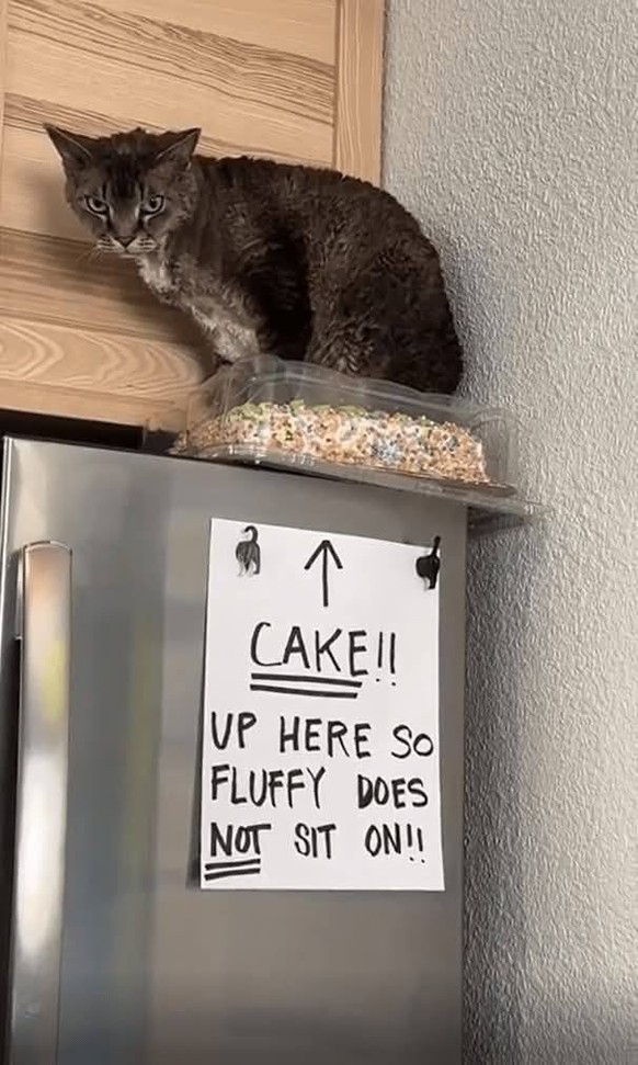cute news tier katze

https://imgur.com/gallery/if-i-fits-i-sits-RzvKGMh#/t/aww