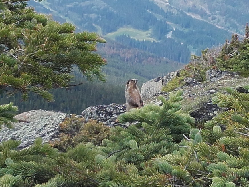 email: stefan.libis@gmail.com
tel: +41792560568
Murmeltier
Jasper Nationapark Albert Kanada
17.07.16. Auf einer Wanderung fern ab der zivilisation
Von: Stefan Libiszewski