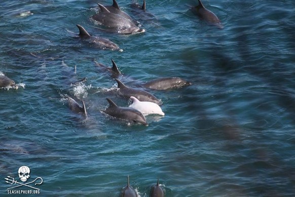 Die Tierschützer von Sea Shepherd haben in der Bucht auch einen seltenen Albino-Delfin fotografiert.