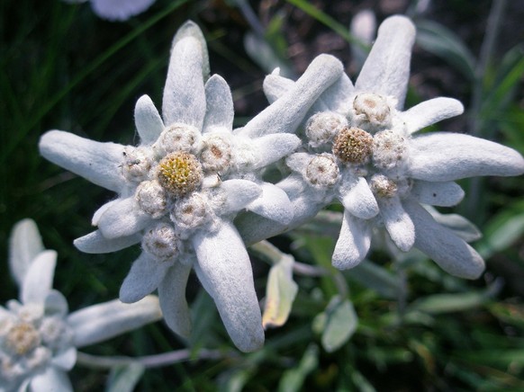 Wie Gut Kennst Du Dich Mit Schweizer Blumen Aus Watson