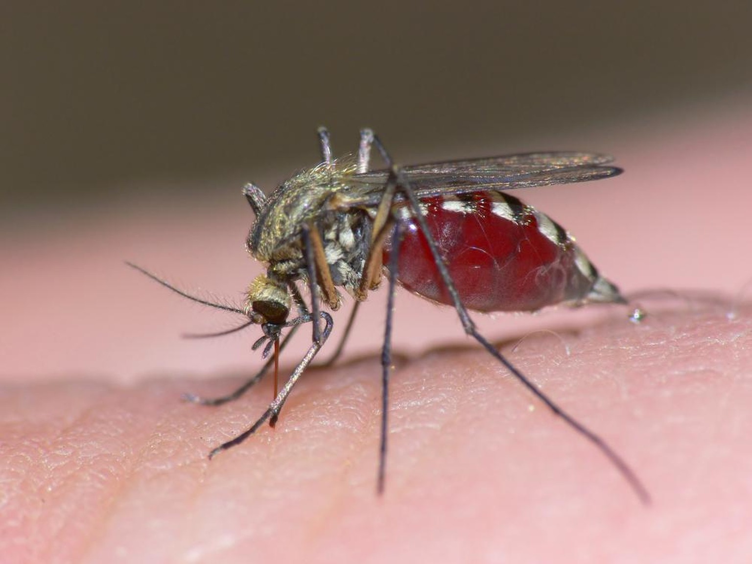 Stechmücke, Culicidae, blutsaugendes Insekt