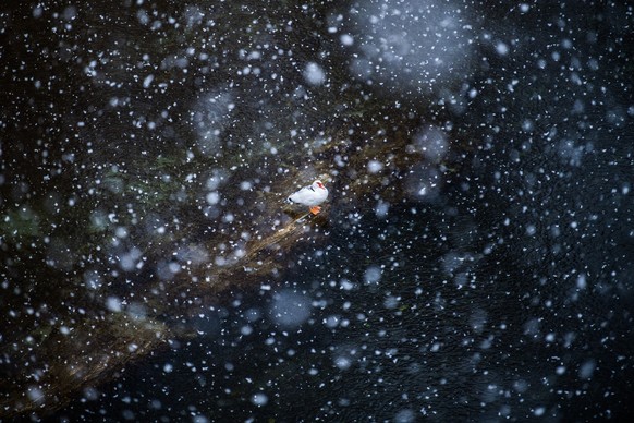 Eine Ente trotzt dem Schnee in Golino am Freitag, 4. Dezember 2020. Das Tessin ist am Freitagmorgen unter einer Schneedecke aufgewacht. Es galt Gefahrenstufe vier von fuenf. Die Strassenverhaeltnisse ...