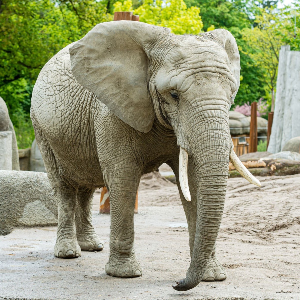 Elefant Heri Zoo Basel