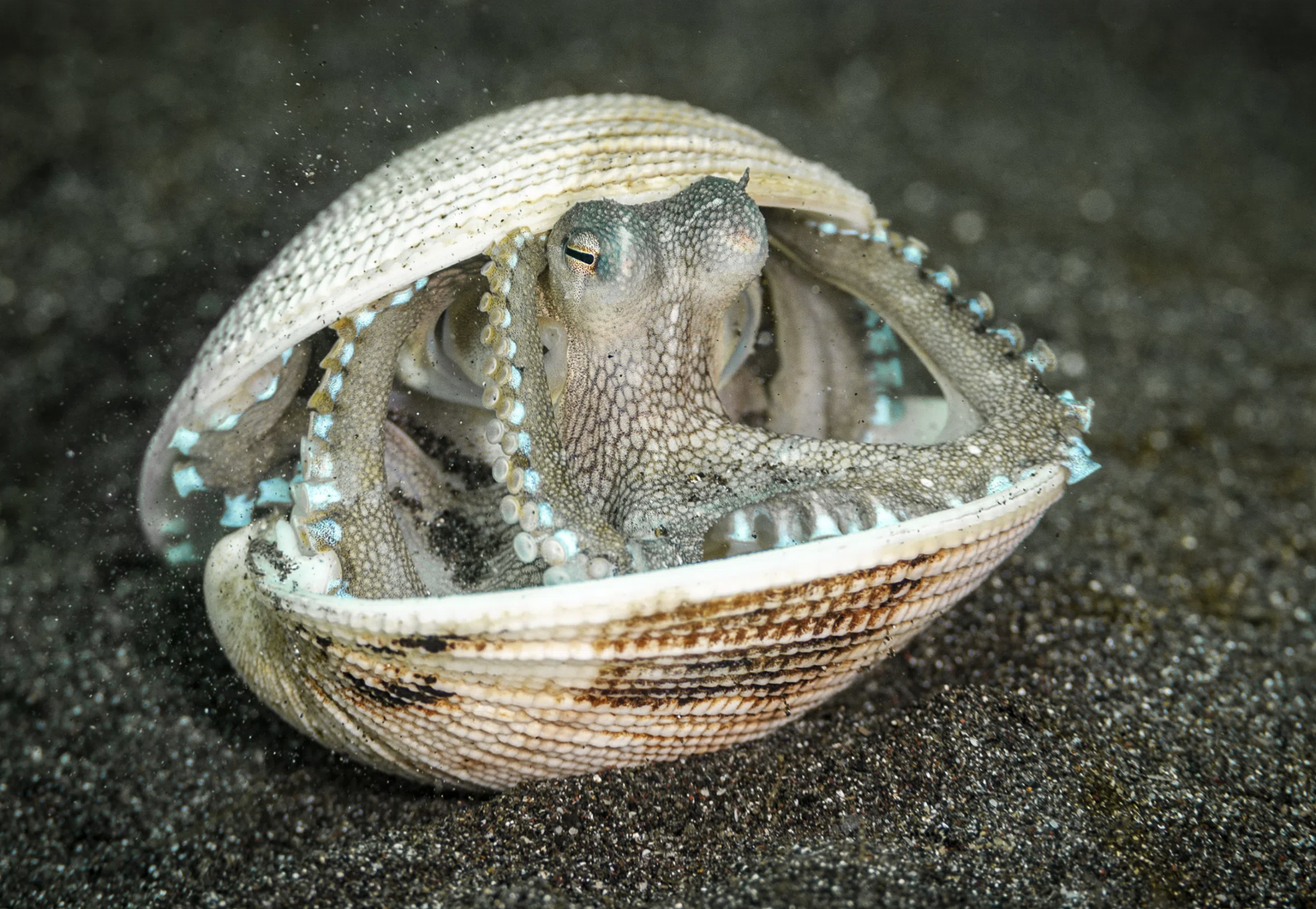 Ein Kokosnuss-Oktopus macht es sich in einer Muschelschale gemütlich.