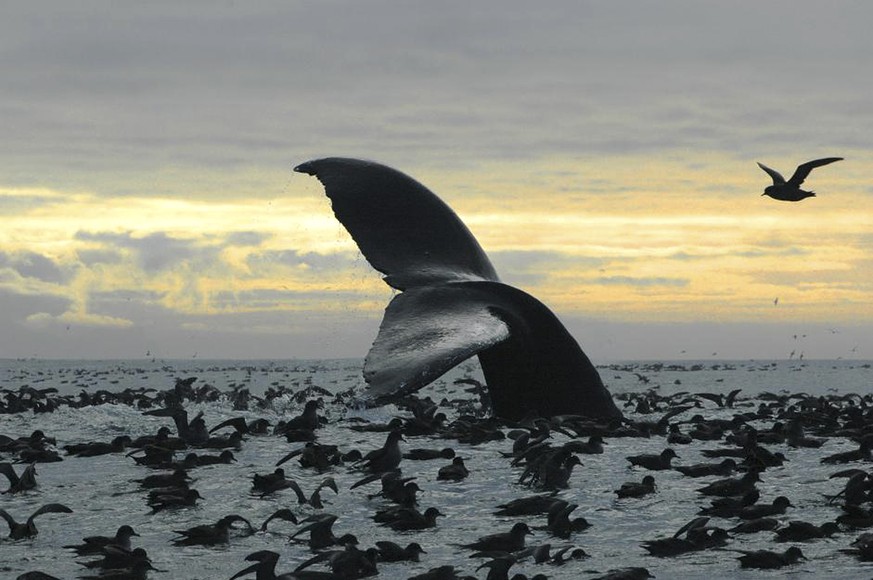 This Sept. 7, 2005 photo released by National Oceanic and Atmospheric Administration shows a humpback whale diving among an aggregation of short-tailed shearwaters in Cape Cheerful, near Unalaska, Ala ...