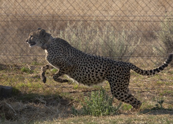 FILE - A cheetah jumps inside a quarantine section before being relocated to India, at a reserve near Bella Bella, South Africa, Sunday, Sept. 4, 2022. India will receive 12 cheetahs from South Africa ...