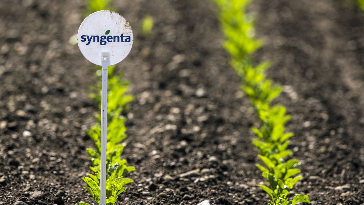 ARCHIVBILD ZUR ZUSTIMMUNG DER UEBERNAHME VON SYNGENTA DURCH CHEMCHINA DURCH DIE AKTIONAERE, AM FREITAG, 5. MAI 2017 - Ein Feld mit jungen Pflanzen und einem Schild mit dem Logo von Syngenta aufgenomme ...