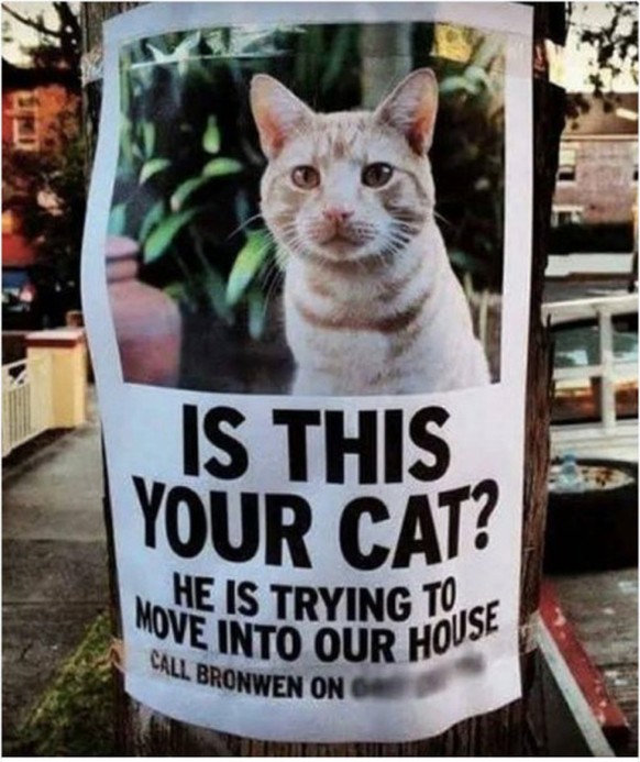 Übersetzung: «Ist diese Katze deine Katze? Sie versucht gerade in unser Haus einzuziehen.»